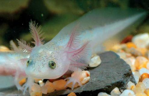 六角恐龙吃什么食物（六角恐龙吃什么食物为主）