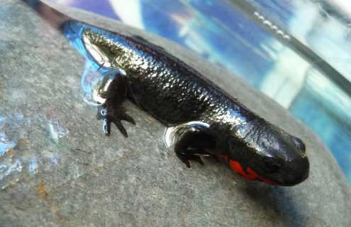 东方蝾螈能吃吗 东方蝾螈能吃吗有毒吗