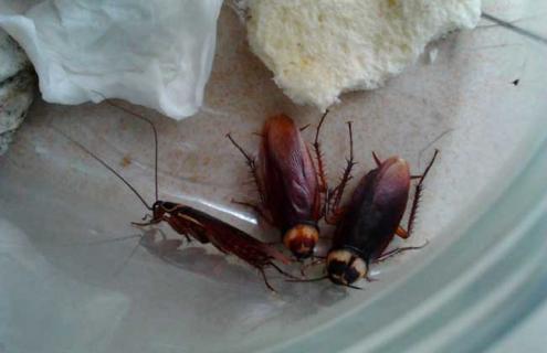 蟑螂吃什么食物（蟑螂吃什么食物消灭最快）