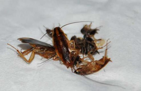 蟑螂的生活习性（蟑螂的天敌是什么动物）