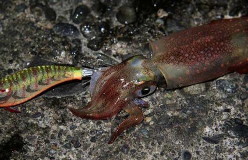 鱿鱼的产地分布（鱿鱼出产地）