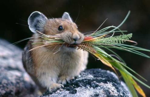 仓鼠中暑怎么办 仓鼠中暑怎么办