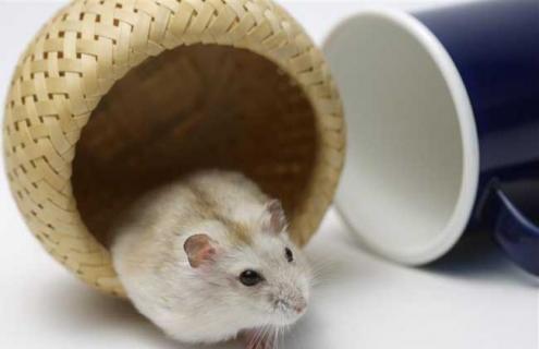 养仓鼠是否会染上鼠疫（养仓鼠是否会染上鼠疫人有什么表现）