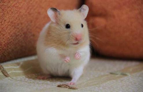 金丝熊怎么养（金丝熊怎么养才胖）