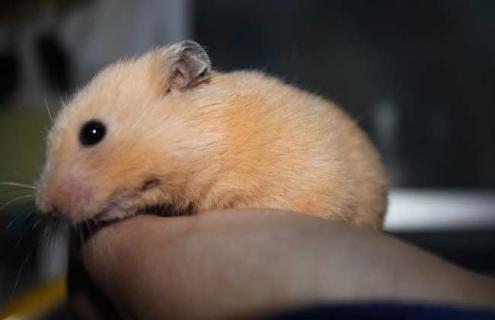 被仓鼠咬了怎么办（被仓鼠咬了怎么办没有出血）