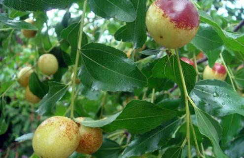 红枣种类图片大全（红枣种类图片大全图解）