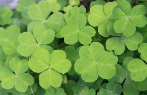 四叶草种类图片（四叶草有哪些图片）