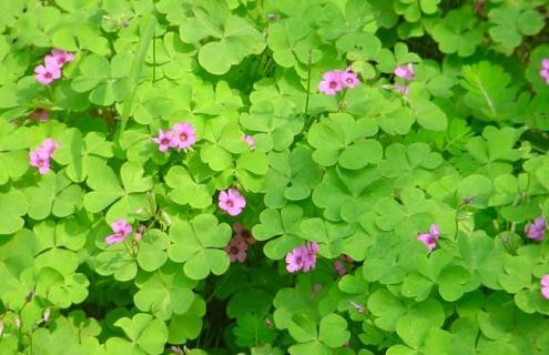 四叶幸运草图片（四叶幸运草图片的功效）