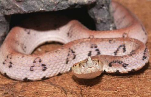 百步蛇是毒蛇吗（百步蛇有毒吗）