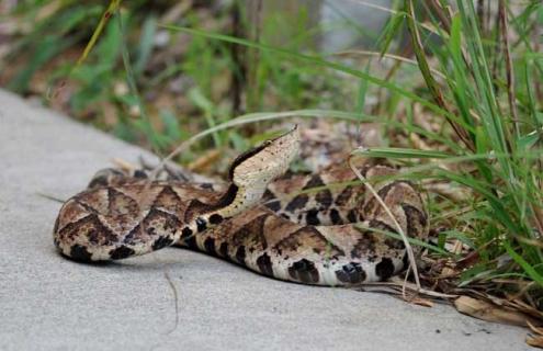 七步蛇是什么蛇 七步蛇是什么蛇毒素