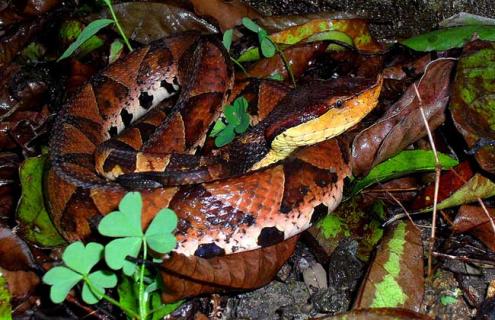 五步蛇吃什么食物（五步蛇怎么吃没毒）