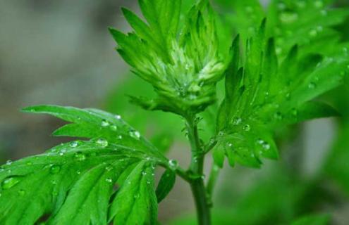 艾草种类图片 艾草的种类及图片和简介