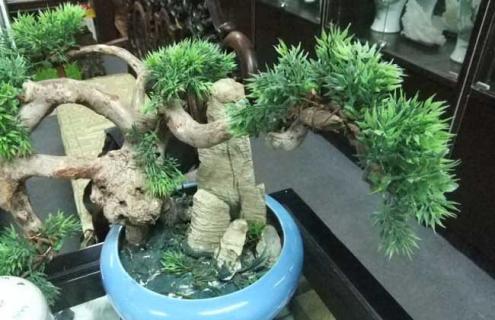 柏树盆景图片 柏树盆景图片大全欣赏 文人