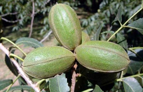 碧根果图片 碧根果图片及价格