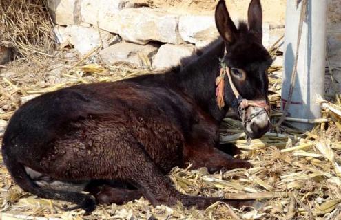 骡子分公母吗 骡子的父亲是驴还是马