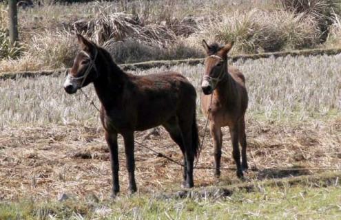 骡子为什么不能生育 马和驴生的骡子为什么不能生育