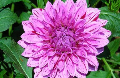 大丽花种类图片（大丽花种类图鉴）