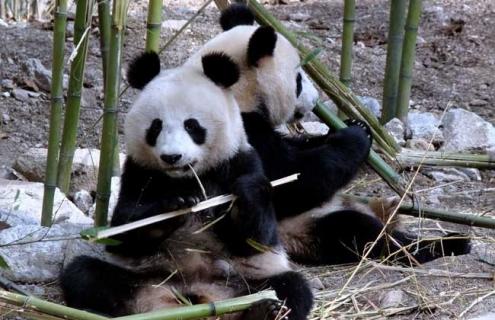 大熊猫资料图片大全（大熊猫资料图片大全简单）