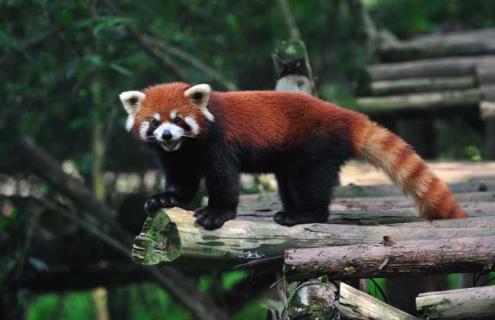 小熊猫吃什么食物 小猫能吃什么人类吃的食物