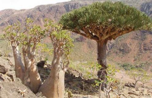 龙血树属植物图片大全（龙血树俗称什么名字?）