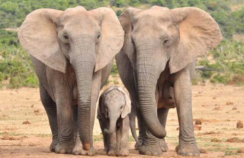 大象种类图片大全（大象种类图片大全图解）