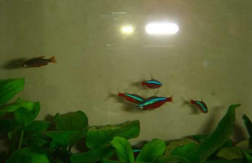 宝莲灯鱼图片（宝莲灯鱼图片高清）