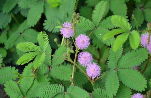 含羞草种类图片（含羞草图片和特点）