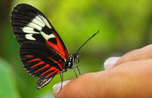 蝴蝶一生的成长过程（蝴蝶一生的成长过程视频）