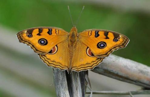 蝴蝶是昆虫吗 蜻蜓是昆虫吗