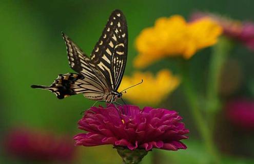 蝴蝶是益虫还是害虫（蟋蟀是益虫还是害虫）
