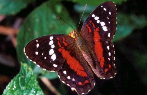 蝴蝶吃什么食物（蝴蝶吃什么食物为主食）