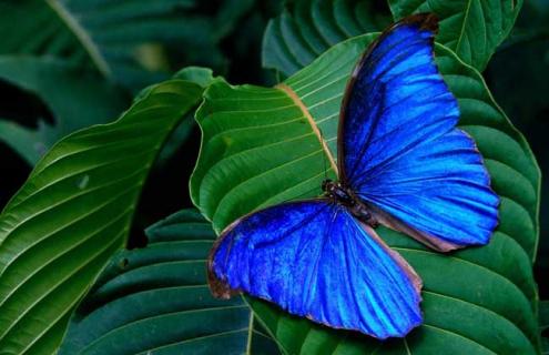 蝴蝶的寿命多长 蝴蝶的寿命最长多少年