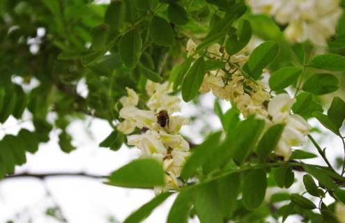 槐树种类图片大全（槐树种类图片大全及名称）