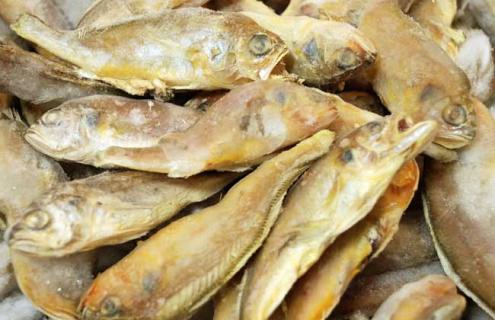 黄花鱼种类图片大全（黄花鱼种类图片大全集）