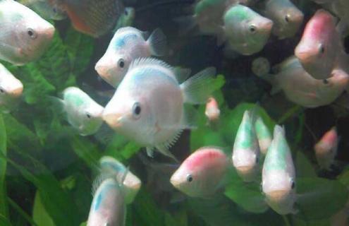 接吻鱼的资料和图片 接吻鱼又叫什么鱼