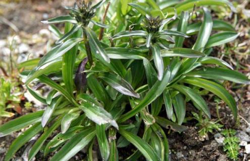 龙胆草种类图片大全（龙胆草的种类图片大全）