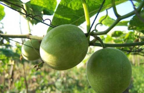 罗汉果品种图片大全 罗汉果品种图片大全花生