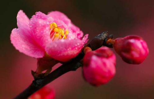 梅花品种图片大全（梅花品种图片大全大图）