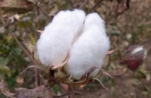 棉花种类图片大全（棉花的种类有哪些名称）