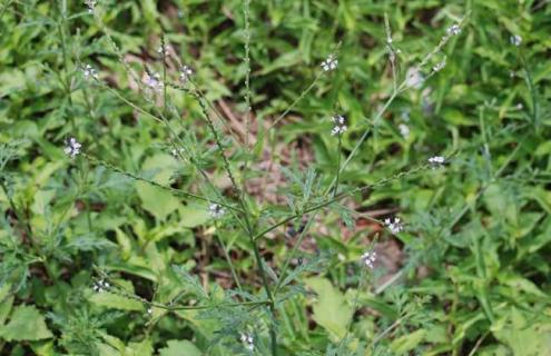马鞭草种类图片大全（马鞭草的种类）