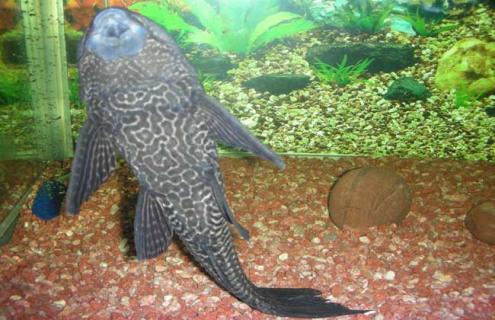 清道夫鱼品种图片大全（清道夫鱼学名叫什么）