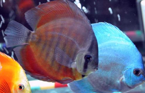 七彩神仙鱼种类图片 七彩神仙鱼种类图片及名字