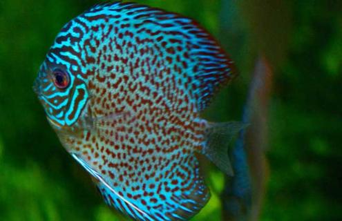 蓝七彩神仙鱼