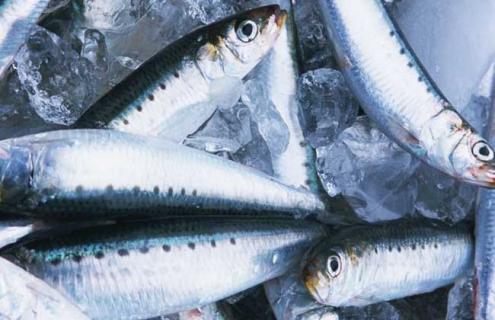 沙丁鱼种类图片大全 沙丁鱼图鉴