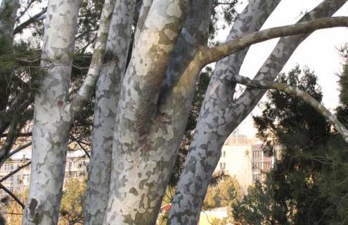 白皮松的资料图片大全（白皮松的特性）