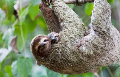 树懒是什么动物（树懒是什么动物,生活在什么地方）