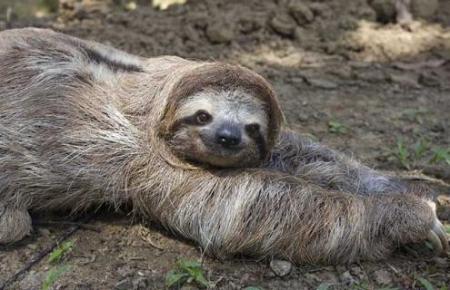 树懒的生活习性（树懒的生活方式）