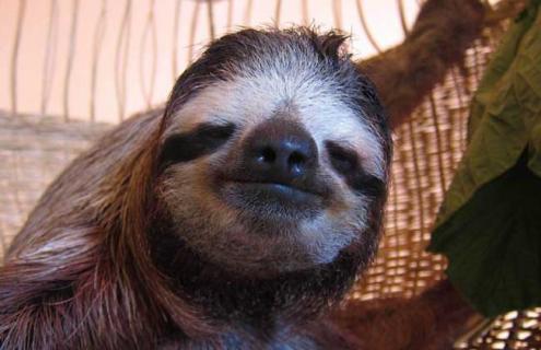 树懒为什么没灭绝（树懒为什么能存活下来）