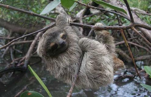 树懒有哪些天敌（树懒如何躲避天敌）