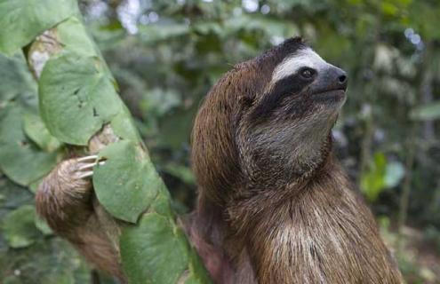 树懒到底有多懒（树懒到底有多懒的说说）
